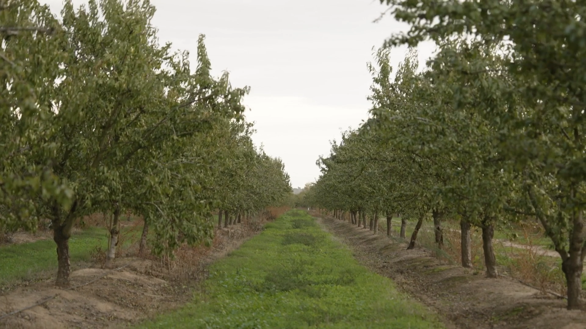 EL CAMPO ES VIDA T6 - 536