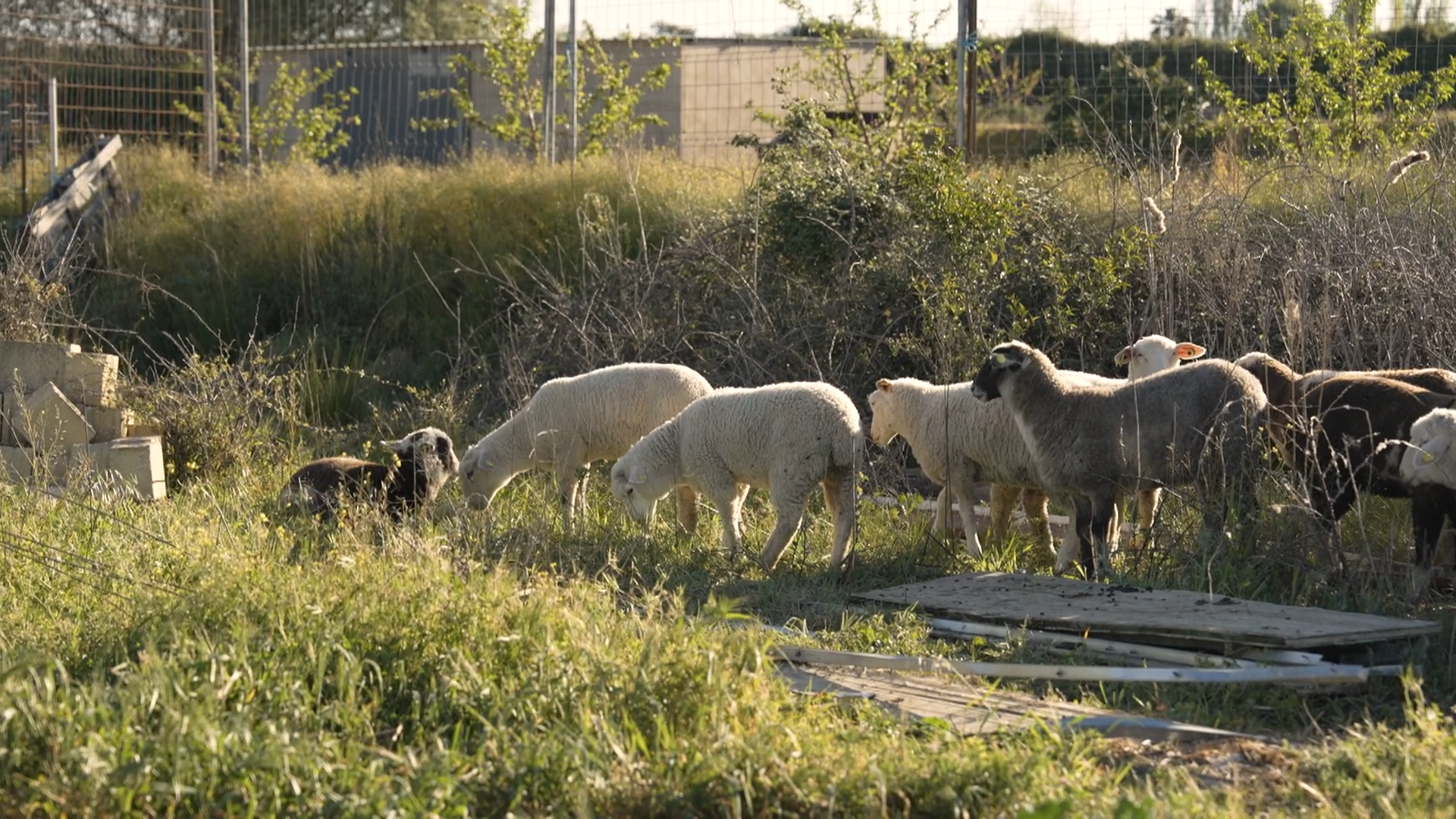 EL CAMPO ES VIDA T6 - 627