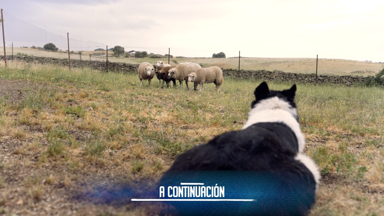 EL CAMPO ES VIDA T6 - 661