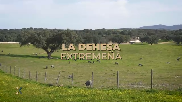 INFORME EXTREMADURA T11 - 183: La Dehesa extremeña