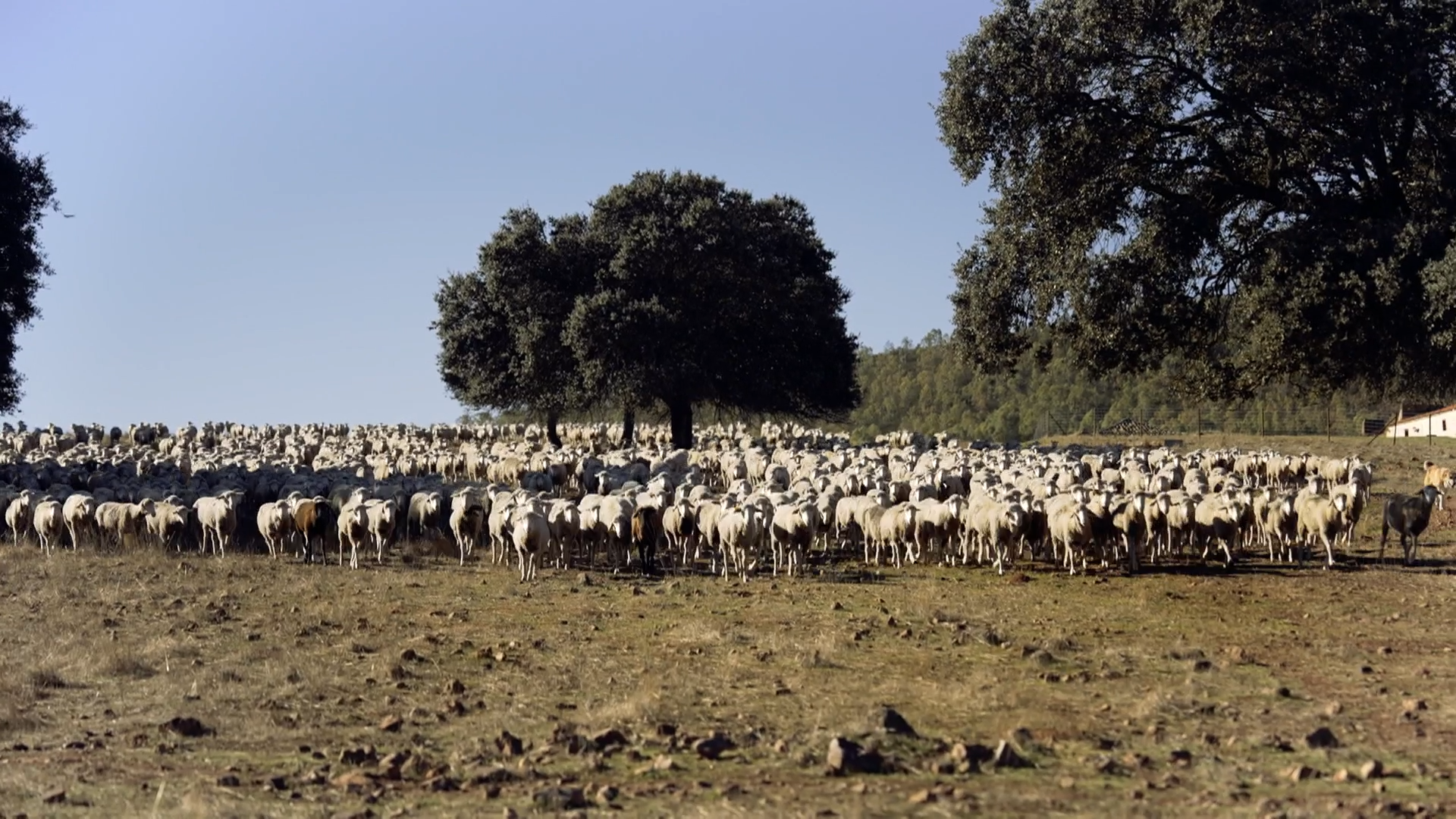 EL CAMPO ES VIDA T6 - 554