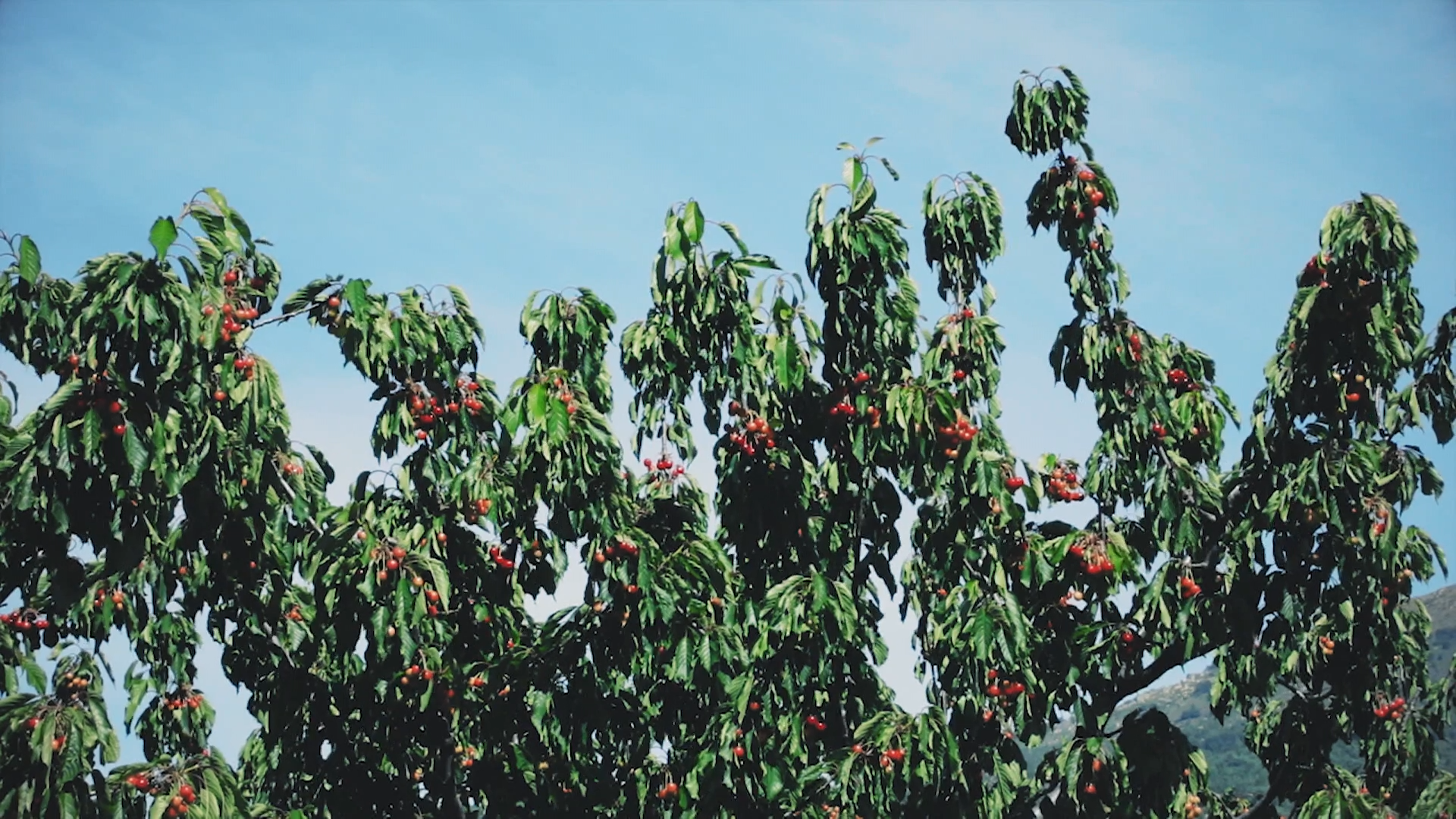 LA BESANA EN VERDE - 208