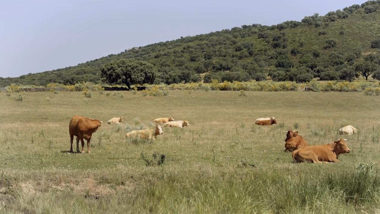EL CAMPO ES VIDA T6 - 664