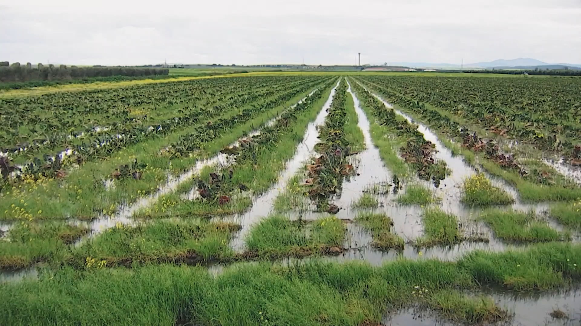 LA BESANA EN VERDE - 210
