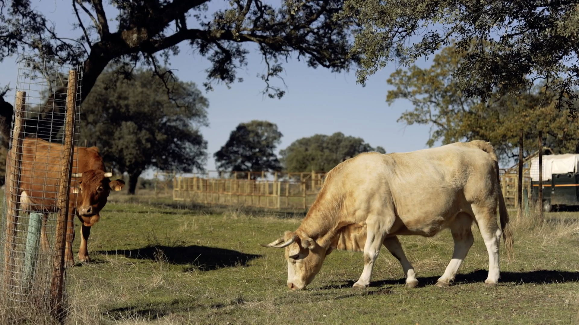 EL CAMPO ES VIDA T6 - 555