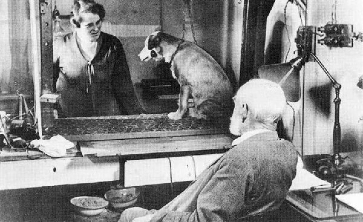 Portada de Las perras de Pavlov