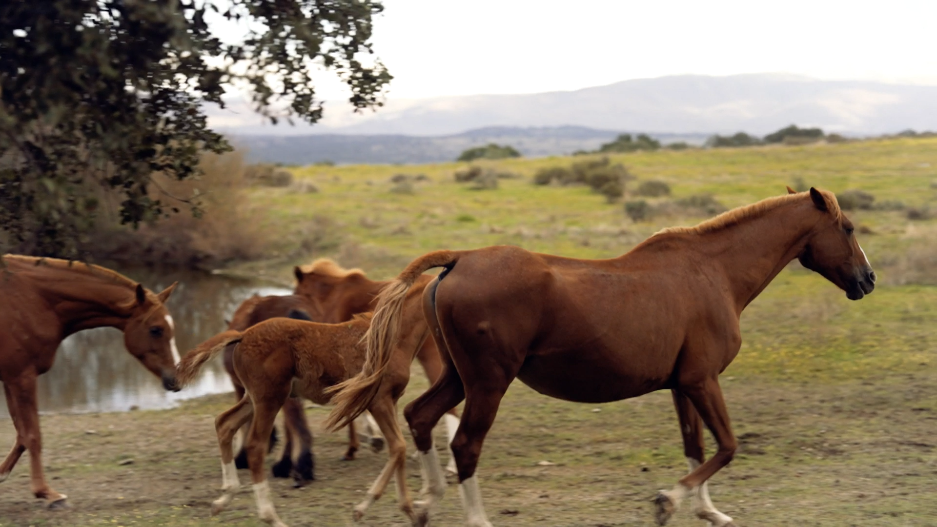 EL CAMPO ES VIDA T6 - 551