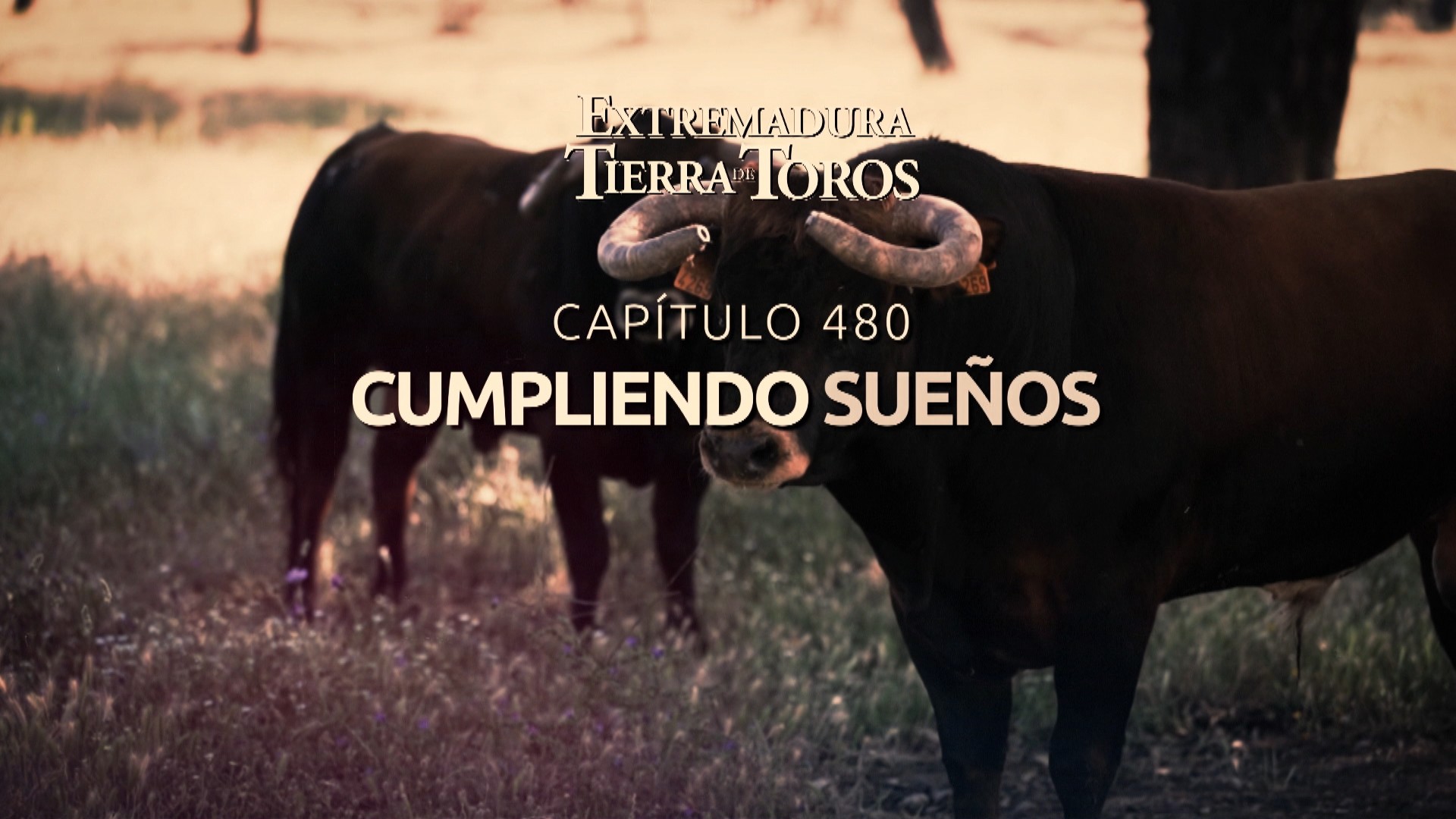 EXTREMADURA, TIERRA DE TOROS  - 105: Cumpliendo sueños