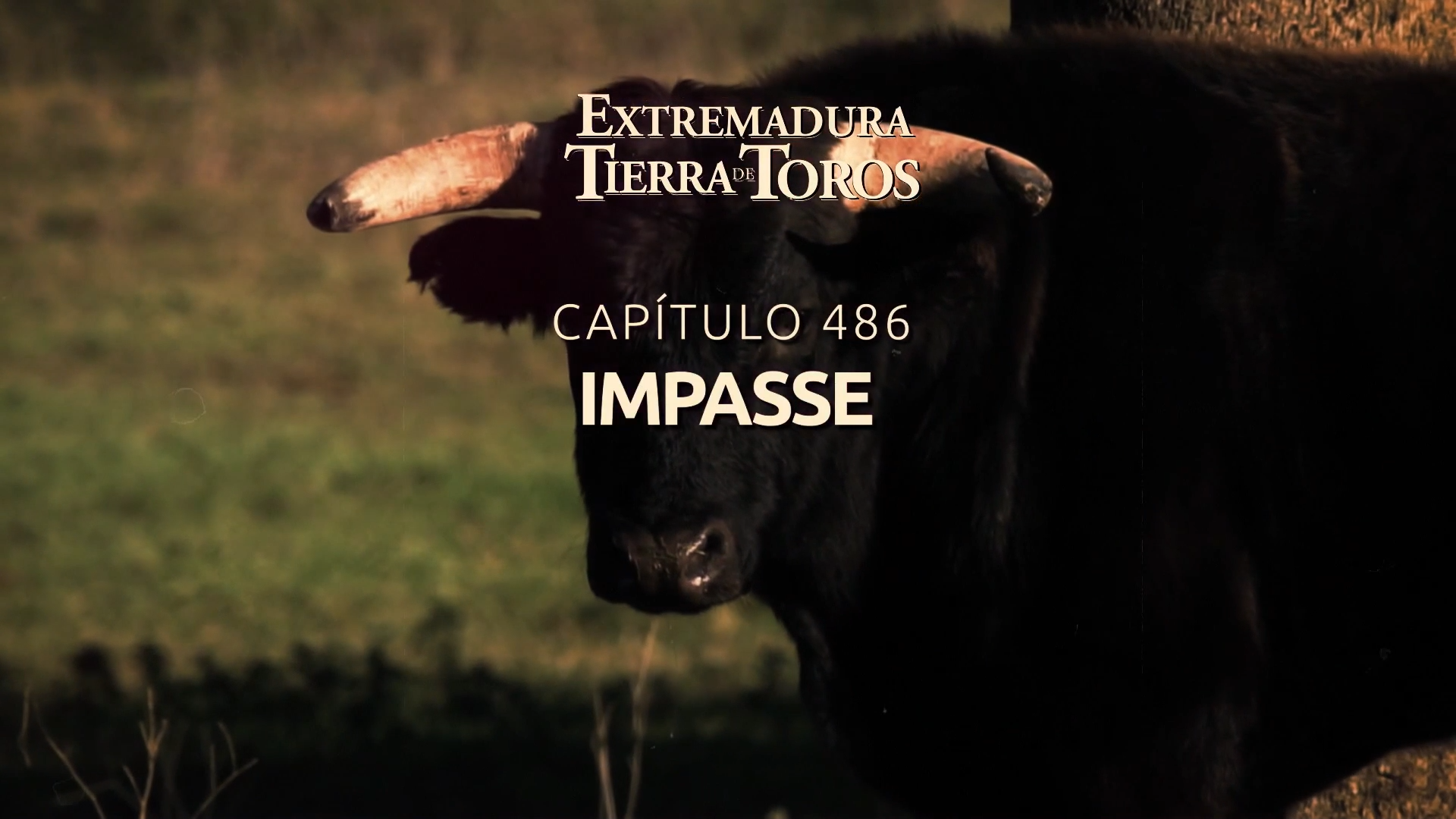 EXTREMADURA, TIERRA DE TOROS  - 111: Impasse