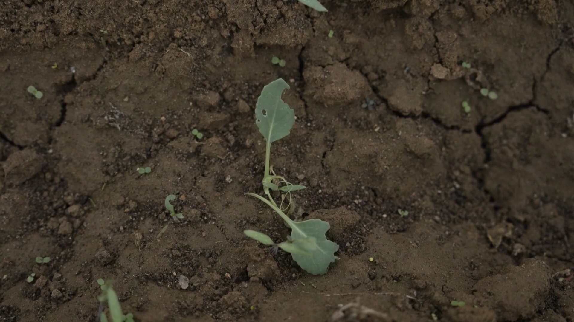 EL CAMPO ES VIDA T6 - 537