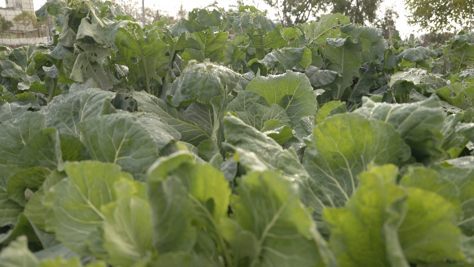 EL CAMPO ES VIDA T6 - 553